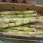 Frozen Sugarcane From VietNam QQ : 2598494113