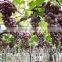 In Bulk Natural Plant Extract Grape Seed Oil