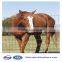 Factory direct cheap heavy duty sheep fence,horse fence,cattle fence