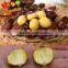 Organic Fresh Chestnut wholesale Chestnuts Price