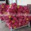 Fresh Yellow/Red Onion Supplier/Producer/Farmer