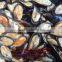 Wholesale High quality half shell mussel for market