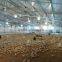 automatic auger convey system for poultry farm