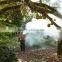Hot sales fumigation thermal fogger with mosquito control