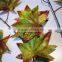 Home and outdoor garden table wedding christmas decoration 60cm or 2ft Height artificial colorfully maple leaf E06 0611