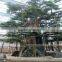 SJ20171884 factory ornamental foliage japanese trees and plants