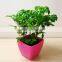 square plastic light color flower pot