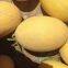 3 kg early maturity golden hami melon seeds