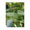 Cheap Price Fresh Banana Leaves/Packing Vegetable in supermarket/Chung Cake Vietnam