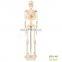 Medical science medical anatomy human plastic skeleton model 180cm 85cm human skeleton model