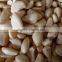 Wet Garlic Peeling Machine/Garlic Peeler