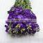 Quality latest cut fresh violet flower