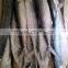 Frozen Whole round spanish mackerel (scomberomorus Niphonius)