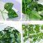 High quality Climbing plants /IVY for wall decoration