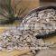 oil press machine Sunflower kernels confectionary and bakery
