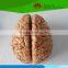 9 parts Anatomical Brain model with cerebral arteries distributing