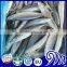 PACIFIC MACKEREL (Scomber Japonicus)