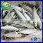 New Landing Frozen Round Scad Seafood for Tuna Bait