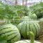Hybrid F1 Watermelon Seeds Jia Mi No.1