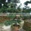 ornamental outdoor natural foliage decorative .bonsai Podocarpus macrophyllus (Thunb.) D. Don