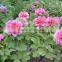 Nursery perennial plant flower peony seedling