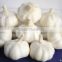 Naturally Grown and can be used for seed Garlic in China