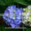 Good Quality Grade A Variety Colors Fresh Cut Hydrangea Fresh Flower From Yunnan