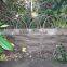 garden willow border