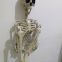 Cheap Halloween Skeleton 100% Plastic 35in Hanging Human Skeleton for Halloween Decoration