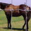 hot dip zinc coating horse fixed knot fence
