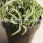 Bestselling White Artificial Potted Lavender Flowers Tiny Bonsai Flowers