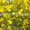 Perennial Plant Fresh Cut Yellow Holland Of Orchid From YUNNAN