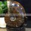 High quality natural ammonite fossils for gifts and decoration