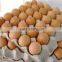 BROWN CHICKEN EGGS