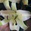 Wholesale Sweet smell fresh cut lily flower sale on .com
