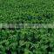 China manufacturer supply peppermint essential oil in bulk with private label