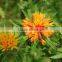 pure safflower oil wholesale