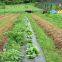 Dark Weed-Barrier Fabric Agricultural Plastic Ground Cover