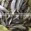 20 cm 25 cm Frozen Freeze Horse Mackerel