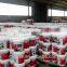 EP&MP Lithium Base Grease Lithium Grease Supplier in China for Africa , Egypt , Algeria , Eritrea , Guinea , Nigeria