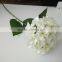 White House plants Hydrangea for wedding
