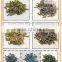 Color Zinc passivates