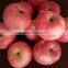 Fresh Red Fuji Apple Red Fuji Gold delicious green apples