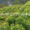 chrysanthemum Chinese teas benefits for Chinese herbal remedies