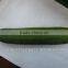 High Quality F1 Hybrid Green Cucumber Seeds VGC05