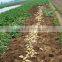 Fresh Potato Factory From Shandong Origin With Good Quality