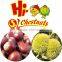 New Crop Fresh Chestnuts---TAIAN Chestnuts origin from Shandong