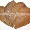 Fish Use Indian Almond Leaves