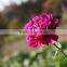 Fresh cut flower carnation Dianthus caryophyllus