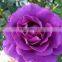 Indoor and outdoor plants multi color Rose